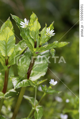 ウシハコベ ウシハコベ 50090091