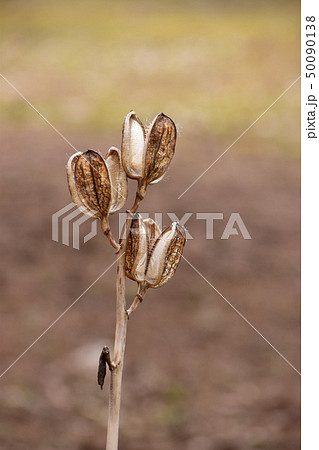 春まで残ったオオウバユリ 50090138