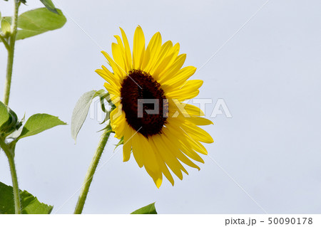 三鷹中原に咲く黄色いヒマワリ 三鷹中原に咲く黄色いヒマワリ 50090178