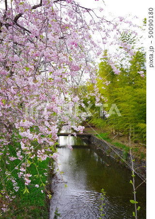 金比羅橋から望む春の桜と新緑の玉川上水 金比羅橋から望む春の桜と新緑の玉川上水 50090180