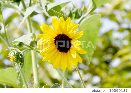 三鷹中原に咲く黄色いヒマワリ 三鷹中原に咲く黄色いヒマワリ 50090181