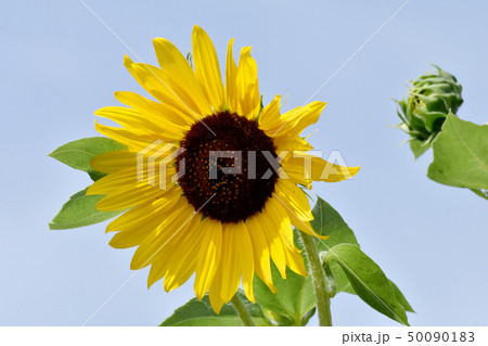 三鷹中原に咲く黄色いヒマワリ 三鷹中原に咲く黄色いヒマワリ 50090183