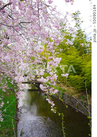 金比羅橋から望む春の桜と新緑の玉川上水 金比羅橋から望む春の桜と新緑の玉川上水 50090184