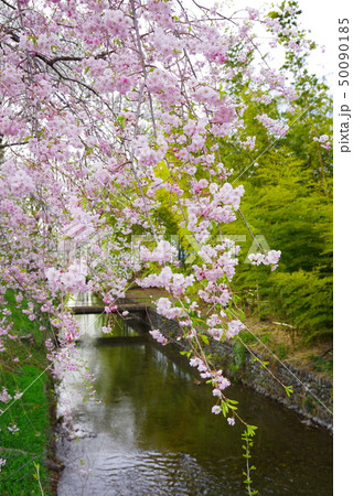 金比羅橋から望む春の桜と新緑の玉川上水 50090185