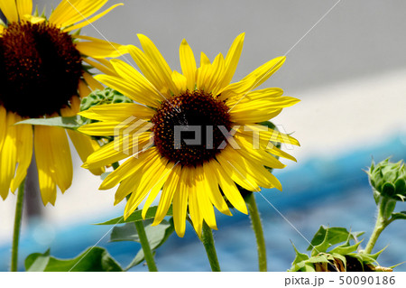 三鷹中原に咲く黄色いヒマワリ 三鷹中原に咲く黄色いヒマワリ 50090186