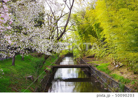 金比羅橋から望む春の桜と新緑の玉川上水 金比羅橋から望む春の桜と新緑の玉川上水 50090203