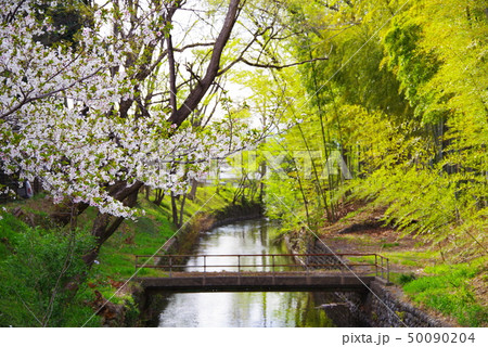 金比羅橋から望む春の桜と新緑の玉川上水 金比羅橋から望む春の桜と新緑の玉川上水 50090204