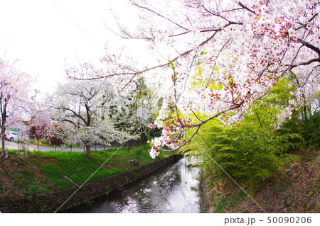 金比羅橋から望む春の桜と新緑の玉川上水 50090206