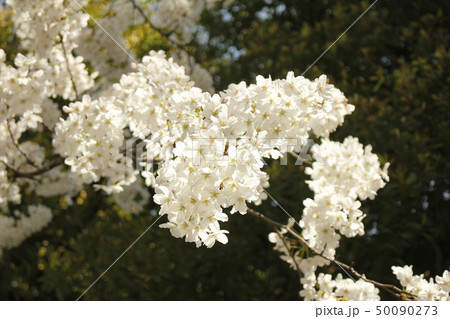 ソメイヨシノ サクラ ソメイヨシノ サクラ 50090273