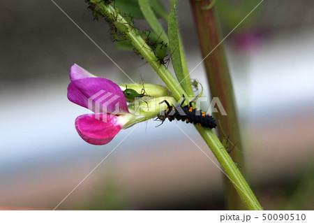 アブラムシを食べるナナホシテントウ幼虫 アブラムシを食べるナナホシテントウ幼虫 50090510