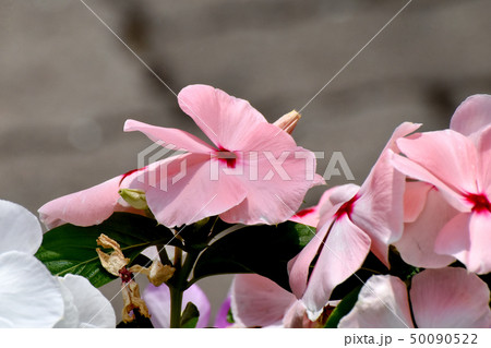 三鷹中原に咲く薄いピンクのニチニチソウ 三鷹中原に咲く薄いピンクのニチニチソウ 50090522