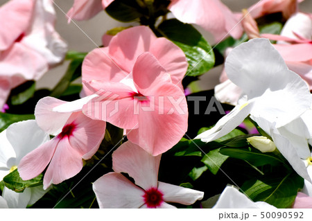 三鷹中原に咲く薄いピンクのニチニチソウ 三鷹中原に咲く薄いピンクのニチニチソウ 50090592