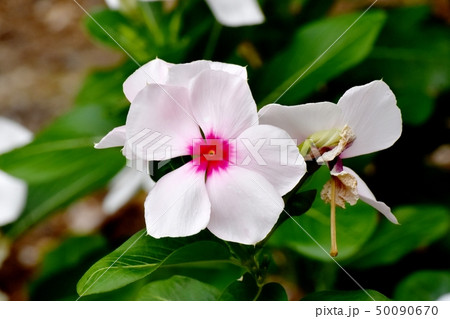 三鷹中原に咲くピンクのニチニチソウ 50090670