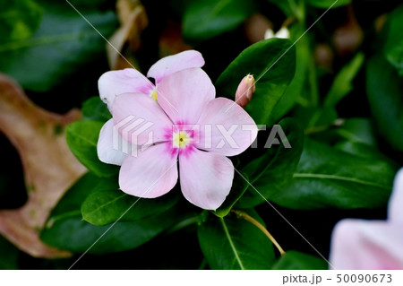 三鷹中原に咲くピンクのニチニチソウ 三鷹中原に咲くピンクのニチニチソウ 50090673