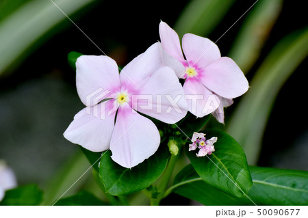 三鷹中原に咲くピンクのニチニチソウ 50090677