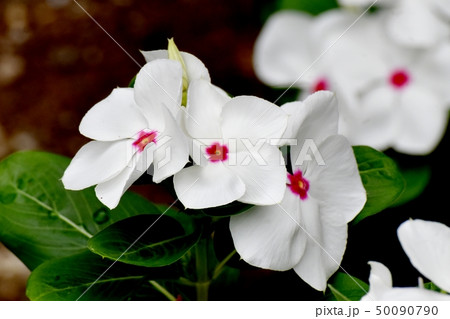 三鷹中原に咲く白いニチニチソウ 50090790