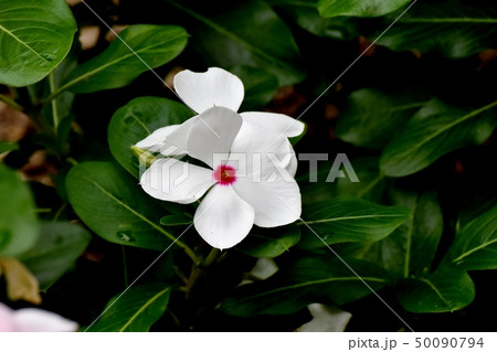 三鷹中原に咲く白いニチニチソウ 三鷹中原に咲く白いニチニチソウ 50090794