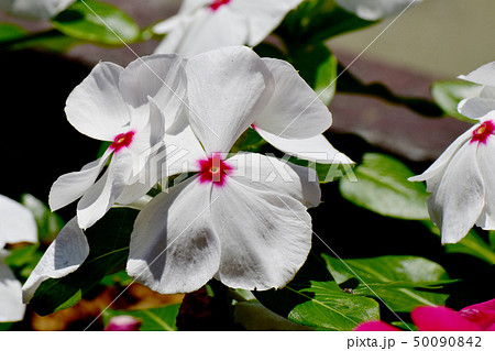 三鷹中原に咲く白いニチニチソウ 50090842