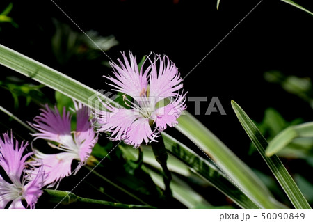 三鷹中原に咲くピンクのナデシコ 三鷹中原に咲くピンクのナデシコ 50090849