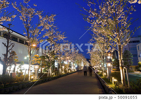 【神奈川県】鎌倉　段葛の夜桜 50091055