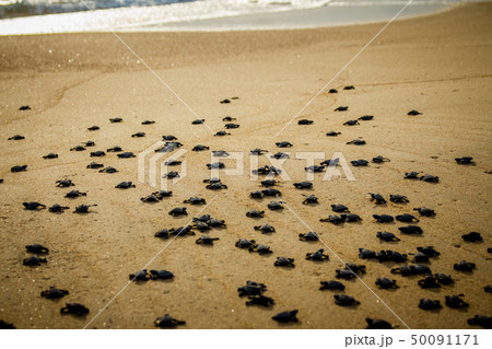 Baby sea turtles struggle for survival after hatching in Mexico 50091171