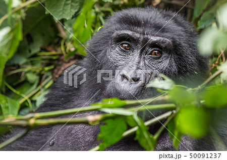 A gorilla eats leaves in the Impenetrable Forest A gorilla eats leaves in the Impenetrable Forest 50091237