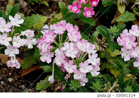 三鷹中原に咲く淡いピンクのバーベナ 50091314