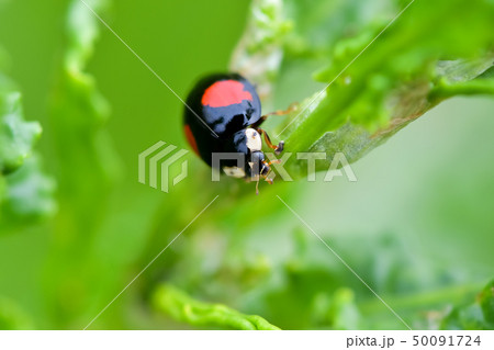 ナミテントウ（二紋型） 50091724
