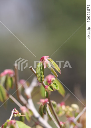 ヒュウガミズキの芽吹き ヒュウガミズキの芽吹き 50091871
