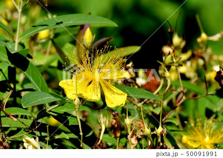 三鷹中原に咲く黄色いビヨウヤナギ 50091991
