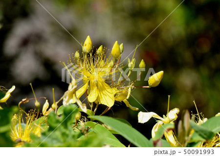 三鷹中原に咲く黄色いビヨウヤナギ 三鷹中原に咲く黄色いビヨウヤナギ 50091993