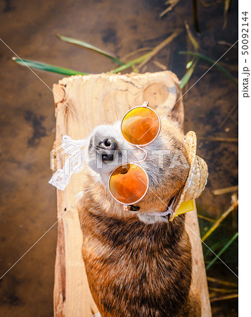 Chihuahua wearing sunglasses and straw hat sits on a bench by the river enjoying the sun 50092144