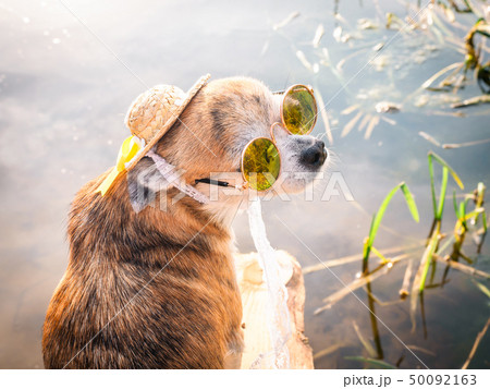 Chihuahua wearing sunglasses and straw hat sits on a bench by the river enjoying the sun 50092163