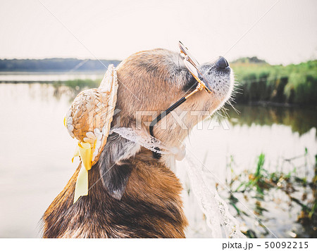 Chihuahua wearing sunglasses and straw hat sits on a bench by the river enjoying the sun Chihuahua wearing sunglasses and straw hat sits on a bench by the river enjoying the sun 50092215