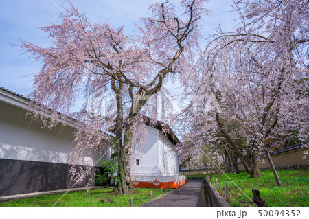 京都 醍醐寺の枝垂れ桜 京都 醍醐寺の枝垂れ桜 50094352
