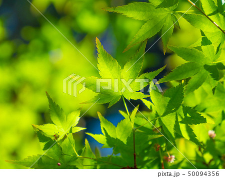 青モミジ 50094356