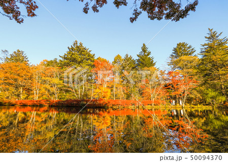 Beautiful Japan autumn at Kumoba Pond or Kumoba Beautiful Japan autumn at Kumoba Pond or Kumoba 50094370