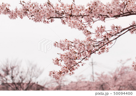 Beautiful cherry blossom or sakura in spring time 50094400
