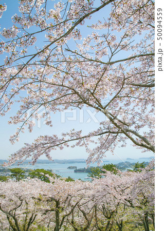 松島 西行戻しの松 日本三景 松島 西行戻しの松 日本三景 50094559