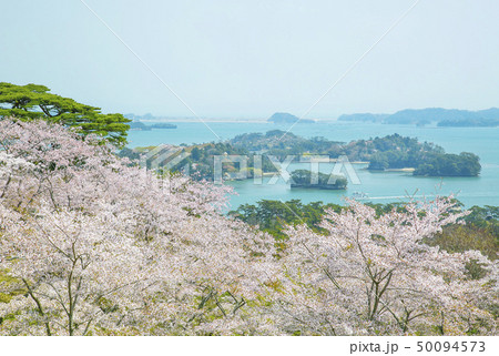 松島 西行戻しの松 日本三景 松島 西行戻しの松 日本三景 50094573