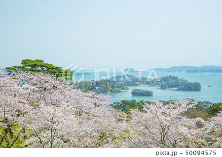 松島　西行戻しの松　日本三景 50094575