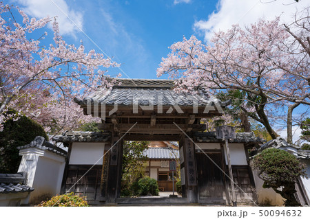 京都　勝持寺の桜 50094632