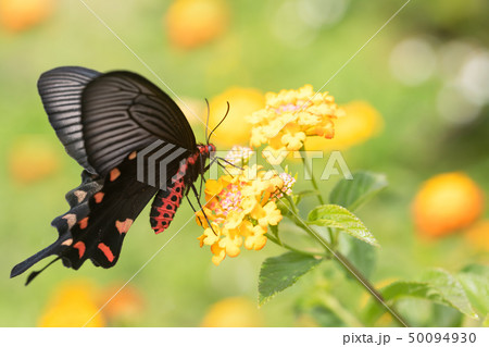 ランタナの花とクロアゲハ ランタナの花とクロアゲハ 50094930