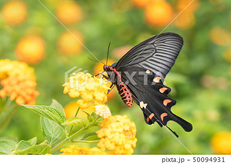 ランタナの花とクロアゲハ ランタナの花とクロアゲハ 50094931
