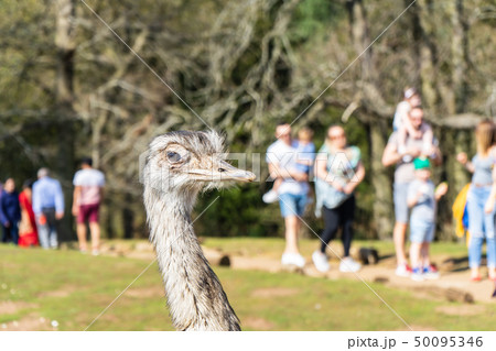 Greater Rhea,Rhea Americana at Woburn Safari Park 50095346