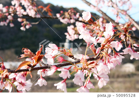 蜂須賀桜 50095528
