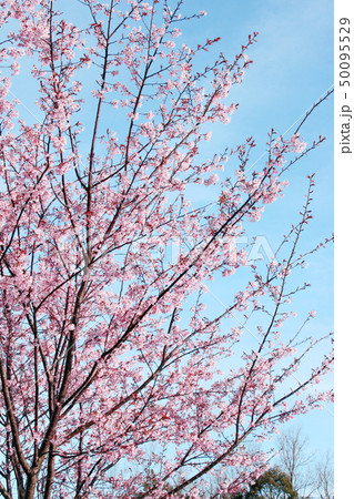 蜂須賀桜 50095529