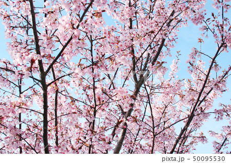 蜂須賀桜 50095530
