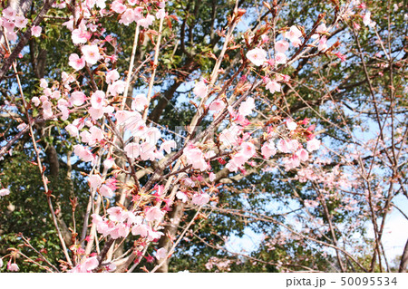 蜂須賀桜 50095534