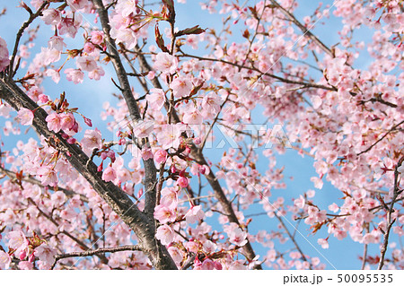 蜂須賀桜 蜂須賀桜 50095535